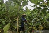 Petani memetik daun murbei di ladangnya, Kampung Karang Anyar, Kabupaten Tasikmalaya, Jawa barat, Selasa (25/2/2020). Petani di kawasan tersebut menanam tanamanan murbei untuk kebutuhan produksi teh yang dipasarkan ke Sukabumi dengan harga Rp2.500 per kilogram serta sebagian petani menjual daunnya untuk kebutuhan ulat sutra. ANTARA JABAR/Adeng Bustomi/agr