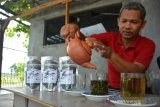 Nuhin (42) mencoba membuat teh daun beluntas produksinya di Desa Ngrandu Lor, Kecamatan Peterongan, Kabupaten Jombang, Jawa Timur, Rabu (26/2/2020). Teh daun beluntas yang bermanfaat bagi kesehatan tersebut dijual dengan harga Rp12 ribu kemasan 70 gram. Antara Jatim/Syaiful Arif/zk