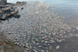 Strong winds kill 10 tons of fish at Lake Maninjau