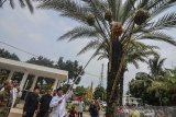 Walikota Tasikmalaya Budi Budiman memanen buah kurma di halaman masjid Agung, kota Tasikmalaya, Jawa Barat, Rabu (26/2/2020). Sebanyak lima pohon kurma yang tumbuh di halaman masjid diantaranya dua pohon berbuah pertama dan sempat viral di media sosial itu dipanen serta dibagikan kepada jamaah. ANTARA JABAR/Adeng Bustomi/agr