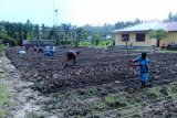 Prajurit TNI dampingi siswa SMKN Pertanian Wapoga belajar bercocok tanam