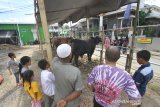 Warga melihat sapi yang di siapkan panitia di dapur umum di kawasan Sekumpul, Martapura, Kabupaten Banjar, Kalimantan Selatan, Jumat (28/2/2020). Ratusan sapi disiapkan untuk menu makanan para jamaah Haul ke-15 Abah Guru Sekumpul di sejumlah dapur umum di kawasan Sekumpul Martapura . Foto Antaranews Kalsel/Bayu Pratama S.