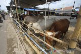 Suasana dapur umum di kawasan Sekumpul, Martapura, Kabupaten Banjar, Kalimantan Selatan, Jumat (28/2/2020). Ratusan sapi disiapkan untuk menu makanan para jamaah Haul ke-15 Abah Guru Sekumpul di sejumlah dapur umum di kawasan Sekumpul Martapura . Foto Antaranews Kalsel/Bayu Pratama S.