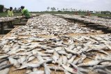Pekerja menjemur ikan asin jenis Tanjan di desa Lombang, Juntinyuat, Indramayu, Jawa Barat, Sabtu (29/2/2020). Pengusaha mengaku terpaksa menaikan harga ikan asin tersebut dari harga Rp10ribu per kilogram mejnadi Rp15ribu per kilogram karena minimnya pasokan ikan dari nelayan akibat cuaca buruk. ANTARA JABAR/Dedhez Anggara/agr