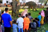 Wisata Gajah Jinak Sumatera