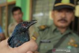 BKSDA dan FLIGHT: Protecting Indonesia's Birds gagalkan penyelundupan burung