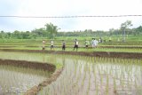 Petani melakukan penyemperotan untuk pengendalian hama padi di Kampung Anyar Glagah, Banyuwangi, Jawa Timur, Senin (2/3/2020). Gerakan pengendalian tersebut bertujuan untuk menanggulangi penyebaran hama penggerek batang padi agar hasil panen bisa lebih baik. Antara Jatim/Budi Candra Setya/zk