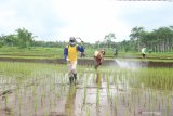 Petani melakukan penyemperotan untuk pengendalian hama padi di Kampung Anyar Glagah, Banyuwangi, Jawa Timur, Senin (2/3/2020). Gerakan pengendalian tersebut bertujuan untuk menanggulangi penyebaran hama penggerek batang padi agar hasil panen bisa lebih baik. Antara Jatim/Budi Candra Setya/zk