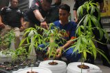 Polisi menunjukkan tersangka dan barang bukti tanaman ganja di Perum Wisma Lidah Kulon, Surabaya, Jawa Timur, Rabu (4/3/2020). Direktorat Reserse Narkoba Polda Jawa Timur menangkap tersangka berinisial V atas kasus dugaan menanam tanaman ganja dan mengamankan barang bukti 27 tanaman ganja yang ditanam secara hidroponik. Antara Jatim/Didik/Zk