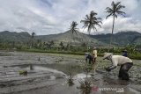 Petani menanam padi dengan latar belakang Gunung Guntur di Desa Rancabango, Kabupaten Garut, Jawa Barat, Kamis (5/3/2020). Gunung guntur dengan ketinggian 2249 mdpl merupakan gunung berapi berada di evel I atau berstatus normal dan Kementerian ESDM, Badan Geologi, PVMBG Pos Pengamatan Gunungapi Guntur menghimbau masyarakat dan pengunjung wisatawan untuk tidak mendekati kawah aktif. ANTARA JABAR/Adeng Bustomi/agr