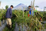 Petani memanen cabai di areal persawahan desa Supit Urang, Pranajiwo, Lumajang, Jawa Timur, Kamis (5/3/2020). Curah hujan yang tinggi menyebabkan sejumlah tanaman cabai mati dan membuat harga jual untuk cabai merah turun dari Rp25 ribu menjadi Rp17 ribu per kilogram dan cabai hijau dari Rp12 ribu menjadi Rp10 ribu perkilogram. Antara Jatim/Umarul Faruq/zk