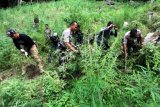 Pemusnahan Ladang Ganja Aceh