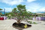 Bonsai Rp100 juta dipamerkan di pameran jemur bonsai 2020