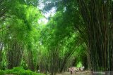 HUTAN BAMBU SURABAYA. Sejumlah pengunjung bersantai di antara pohon bambu  di Hutan Bambu Keputih, Surabaya, Jawa Timur. Sabtu (7/3/2020). Hutan bambu tersebut dulunya tempat pembuangan sampah dan kini menjadi salah satu tempat wisata bagi masyarakat Surabaya. Antara Jatim/Febri Angga Palguna/ZK