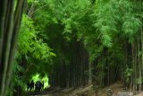 Sejumlah pengunjung bersantai di antara pohon bambu  di Hutan Bambu Keputih, Surabaya, Jawa Timur. Sabtu (7/3/2020). Hutan bambu tersebut dulunya tempat pembuangan sampah dan kini menjadi salah satu tempat wisata bagi masyarakat Surabaya. Antara Jatim/Febri Angga Palguna/ZK