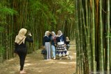 Pengunjung berfoto dengan latar pohon bambu  di Hutan Bambu Keputih, Surabaya, Jawa Timur. Sabtu (7/3/2020). Hutan bambu tersebut dulunya tempat pembuangan sampah dan kini menjadi salah satu tempat wisata bagi masyarakat Surabaya. Antara Jatim/Febri Angga Palguna/ZK