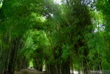 Sejumlah pengunjung bersantai di antara pohon bambu  di Hutan Bambu Keputih, Surabaya, Jawa Timur. Sabtu (7/3/2020). Hutan bambu tersebut dulunya tempat pembuangan sampah dan kini menjadi salah satu tempat wisata bagi masyarakat Surabaya. Antara Jatim/Febri Angga Palguna/ZK