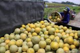 Petani memanen buah melon di areal persawahan kawasan Wonoayu, Sidoarjo, Jawa Timur, Sabtu (7/3/2020). Buah melon yang harga jual di tingkat petani sebesar Rp7.000 per kilogram tersebut dipanen untuk mengurangi kerugian karena kondisi cuaca yang tidak stabil. Antara Jatim/Umarul Faruq/zk