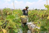 Petani memanen buah melon di areal persawahan kawasan Wonoayu, Sidoarjo, Jawa Timur, Sabtu (7/3/2020). Buah melon yang harga jual di tingkat petani sebesar Rp7.000 per kilogram tersebut dipanen untuk mengurangi kerugian karena kondisi cuaca yang tidak stabil. Antara Jatim/Umarul Faruq/zk