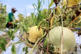 Petani memanen buah melon di areal persawahan kawasan Wonoayu, Sidoarjo, Jawa Timur, Sabtu (7/3/2020). Buah melon yang harga jual di tingkat petani sebesar Rp7.000 per kilogram tersebut dipanen untuk mengurangi kerugian karena kondisi cuaca yang tidak stabil. Antara Jatim/Umarul Faruq/zk