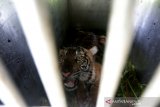 Seekor harimau sumatra (Panthera tigris sumatrae) liar yang berhasil ditangkap tim Balai Konservasi Sumber Daya Alam (BKSDA) Aceh berada dalam kandang evakuasi di Desa Singgersing, Kecamatan Sultan Daulat, Kota Subulussalam, Aceh, Minggu (8/3/2020). BKSDA Aceh mendatangkan pawang dan memasang perangkap untuk menangkap harimau sumatra yang selama ini memangsa ternak warga di daerah itu. Antara Aceh/Irwansyah Putra.