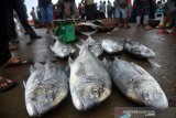 Nelayan melelang ikan kuwe gerong dan jenis ikan lainnya di Terminal Pendaratan Ikan Pelabuhan Kutaraja, Desa Lampulo, Banda Aceh, Aceh, Rabu (11/3/2020). Nelayan di daerah itu menyatakan hasil tangkapan ikan sejak sepekan terakhir menurun akibat cuaca buruk dan gelombang tinggi, selain juga pengaruh faktor bulan purnama. Antara Aceh/Ampelsa.