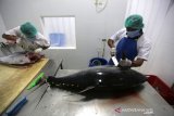 Pekerja membersihkan dan memotong ikan tuna untuk diekspor ke Jepang dan Singapura di tempat pengolahan UD. Nagata Tuna, Banda Aceh, Aceh, Sabtu (14/3/2020). Kementerian Kelautan dan Perikanan (KKP) menargetkan ekspor di sektor perikanan tahun ini dapat ditingkatkan dari USD 5 miliar tahun 2019 menjadi USD 6 miliar pada tahun ini dengan produk andalan udang, ikan tuna cakalang, rajungan kepiting, cumi sotong gurita dan rumput laut. Antara Aceh/Irwansyah Putra.