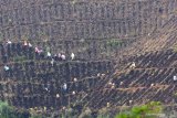 Pekerja bercocok tanam di Kalisat, Ijen, Bondowoso, Jawa Timur, Minggu (15/3/2020). Alih fungsi hutan pinus ke lahan pertanian itu, berpotensi memicu terjadinya tanah longsor dan banjir. Antara Jatim/Budi Candra Setya/zk.