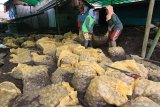 Pekerja menata sisa bibit kentang yang   terdampak banjir bandang di Sempol, Ijen, Bondowoso, Jawa Timur, Minggu (15/3/2020). Banjir bandang yang terjadi pada Sabtu (14/3) itu, menyapu ratusan karung bibit kentang. Antara Jatim/Budi Candra Setya/zk.