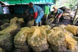 Pekerja menata sisa bibit kentang yang   terdampak banjir bandang di Sempol, Ijen, Bondowoso, Jawa Timur, Minggu (15/3/2020). Banjir bandang yang terjadi pada Sabtu (14/3) itu, menyapu ratusan karung bibit kentang. Antara Jatim/Budi Candra Setya/zk.