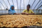 Buruh tani memilah biji kopi Gunung Puntang di Pegunungan Malabar, Kabupaten Bandung, Jawa Barat, Minggu (15/3/2020). Kopi Gunung Puntang menjadi salah satu kopi dari Indonesia yang dikenal dunia setelah mendapatkan beberapa penghargaan seperti pada ajang Specialty Coffee Association of America Expo, dan perlombaan kopi tingkat internasional di Paris, Prancis pada 2019. ANTARA JABAR/Raisan Al Farisi/agr