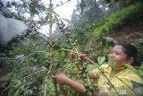 Buruh tani memanen kopi Gunung Puntang di Pegunungan Malabar, Kabupaten Bandung, Jawa Barat, Minggu (15/3/2020). Kopi Gunung Puntang menjadi salah satu kopi dari Indonesia yang dikenal dunia setelah mendapatkan beberapa penghargaan seperti pada ajang Specialty Coffee Association of America Expo, dan perlombaan kopi tingkat internasional di Paris, Prancis pada 2019. ANTARA JABAR/Raisan Al Farisi/agr