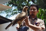 Petugas memperlihatkan burung Elang Jawa (Nisaetus bartelsi) di klinik dan karantina satwa Kebun Binatang Madiun Umbul Square Kabupaten Madiun, Jawa Timur, Selasa (17/3/2020). Burung Elang Jawa yang merupakan satwa dilindungi tersebut kiriman dari Konservasi Sumber Daya Alam (KSDA) untuk melengkapi koleksi Kebun Binatang  setempat yang kini masih dalam proses adaptasi. Antara Jatim/Siswowidodo/zk.