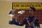 Petugas memperlihatkan burung Elang Jawa (Nisaetus bartelsi) di klinik dan karantina satwa Kebun Binatang Madiun Umbul Square Kabupaten Madiun, Jawa Timur, Selasa (17/3/2020). Burung Elang Jawa yang merupakan satwa dilindungi tersebut kiriman dari Konservasi Sumber Daya Alam (KSDA) untuk melengkapi koleksi Kebun Binatang  setempat yang kini masih dalam proses adaptasi. Antara Jatim/Siswowidodo/zk.