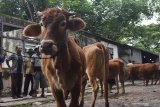 Suasana pasar hewan Kota Madiun, Jawa Timur, Rabu (18/3/2020). Pemkot Madiun mulai 1 April 2020 akan menutup selamanya pasar hewan yang sudah beroperasi sejak sekitar 35 tahun tersebut dan rencananya akan difungsikan sebagai areal parkir dan pembangunan objek wisata. Antara Jatim/Siswowidodo/zk.