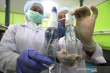 Pelajar menunjukkan cairan antiseptik atau hand sanitizer yang selesai dibuat di Laboratorium SMK ISFI Banjarmasin, Kalimantan Selatan, Rabu (18/3/2020). Siswa SMK ISFI Banjarmasin memproduksi cairan antiseptik pembersih tangan sebagai antisipasi untuk pencegahan penyebaran virus COVID-19 yang dijual seharga Rp20.000 per botol ukuran 20 mililiter dan Rp25.000 per botol ukuran 100 mililiter. Foto Antaranews Kalsel/Bayu Pratama S.