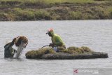 Petambak memanen rumput laut Gracilaria SP di areal tambak desa Pabean udik, Indramayu, Jawa Barat, Sabtu (21/3/2020). Petambak mengaku harga rumput laut Gracilaria mengalami penurunan yang signifikan dari harga Rp7000 per kilogram menjadi Rp4500 per kilogram. ANTARA JABAR/Dedhez Anggara/agr