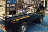 Polres Nagan Raya tangkap petani bawa ganja