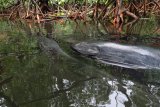 Masyarakat Raja Ampat temukan ikan paus terjebak dan mati