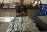 Polisi tangkap dua pengedar ganja tujuan Serui dan Nabire