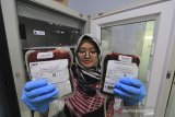 Petugas menunjukan kantong darah di unit transfusi darah PMI Indramayu, Jawa Barat, Senin (23/3/2020). PMI Indramayu mengaku stok darah menipis karena pemberlakuan kebijakan Social Distansing. ANTARA JABAR/Dedhez Anggara/agr