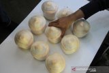 Pekerja melakukan proses pembuatan kelapa jelly di Desa Peunaga Rayeuk, Kecamatan Meureubo, Aceh Barat, Aceh, Selasa (24/3/2020). Pelaku usaha mengaku produksi kelapa jelly yang dijual Rp 15.000 per buah sejak dua hari terakhir menurun drastis, dari biasanya mencapai 150 - 350 buah, sekarang hanya 10 - 20 buah kelapa jelly per hari pasca intruksi penutupan warung kopi, kafe, tempat hiburan dan objek-objek wisata guna mencegah penyebaran virus Corona (COVID-19) oleh Pemerintah setempat. Antara Aceh/Syifa Yulinnas.