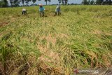 Buruh tani memanen tanaman padi yang terserang hama wereng di areal persawahan Dusun Gondang, Desa Mojokrapak, Kecamatan Tembelang, Jombang, Jawa Timur, Kamis (26/3/2020). Petani setempat mengeluh tanaman padi yang hampir siap panen diserang hama wereng dan untuk menghindari kerugian lebih besar mereka memilih panen dini. Antara Jatim/Syaiful Arif/zk