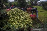 Buruh tani memanen jagung di Cilengkrang, Kabupaten Bandung, Jawa Barat, Kamis (26/3/2020). Petani menyatakan pada panen raya musim ini harga jagung di Bandung anjlok hingga 50 persen atau hanya Rp 2.000 per kilogram akibat stok yang menumpuk di pasar karena minimnya pembeli. ANTARA JABAR/Raisan Al Farisi/agr