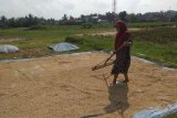 Panen raya padi di Lebak perkuat ketahanan ekonomi petani