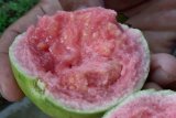 DIPERCAYA CEGAH COVID-19 , PENJUALAN JAMBU MERAH MENINGKAT