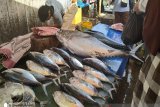 Aktivitas jual beli ikan TPI Hamadi Jayapura tidak terpengaruh COVID-19