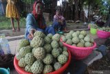 Pedagang menunggui buah srikaya dagangannya di kawasan Sedangdang Pamekasan, Jawa Timur, Jumat (3/4/2020). Buah musiman tersebut dijual antara Rp3.500 -Rp5.000 per buah atau Rp150 ribu-250 ribu per keranjang isi antara 70 hingga 90 buah. Antara Jatim/Saiful Bahri/zk.