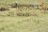 Pekerja menegakkan tanaman padi berumur 80 hari yang roboh dengan diikat tali di Kota Madiun, Jawa Timur, Senin (6/4/2020). Hujan disertai angin kencang di wilayah tersebut selama beberapa hari mengakibatkan banyak lahan dengan tanaman padi berumur antara antara 70 hingga 80 hari roboh, dan petani mengaku harus mengeluarkan biaya sekitar Rp5 juta per hektare untuk tenaga kerja yang menegakkan tanaman. Antara Jatim/Siswowidodo/zk