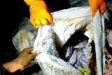 30 ular piton dalam karung temuan warga Sampit dilepasliarkan di Lamandau